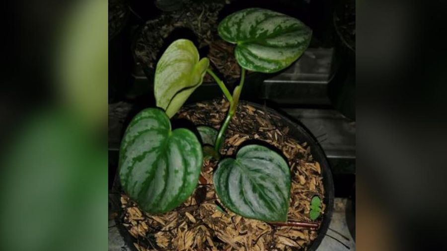 philodendron brantianum (Tokopedia/ZonaAlamStore)