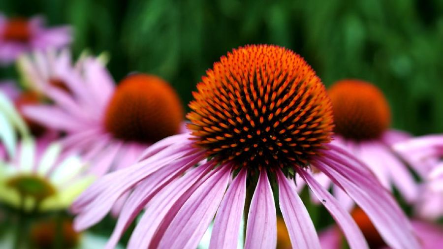 Echinacea Purpurea (Image by RitaE from Pixabay)