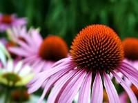 Echinacea Ampuh Buat Lawan Covid-19, Jenis Tananam Apa Ini?