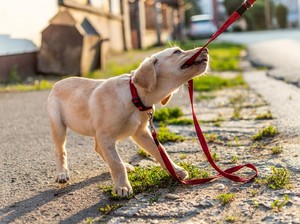 Arti Mimpi Dikejar dan Digigit Anjing, Pertanda Baik atau Buruk?