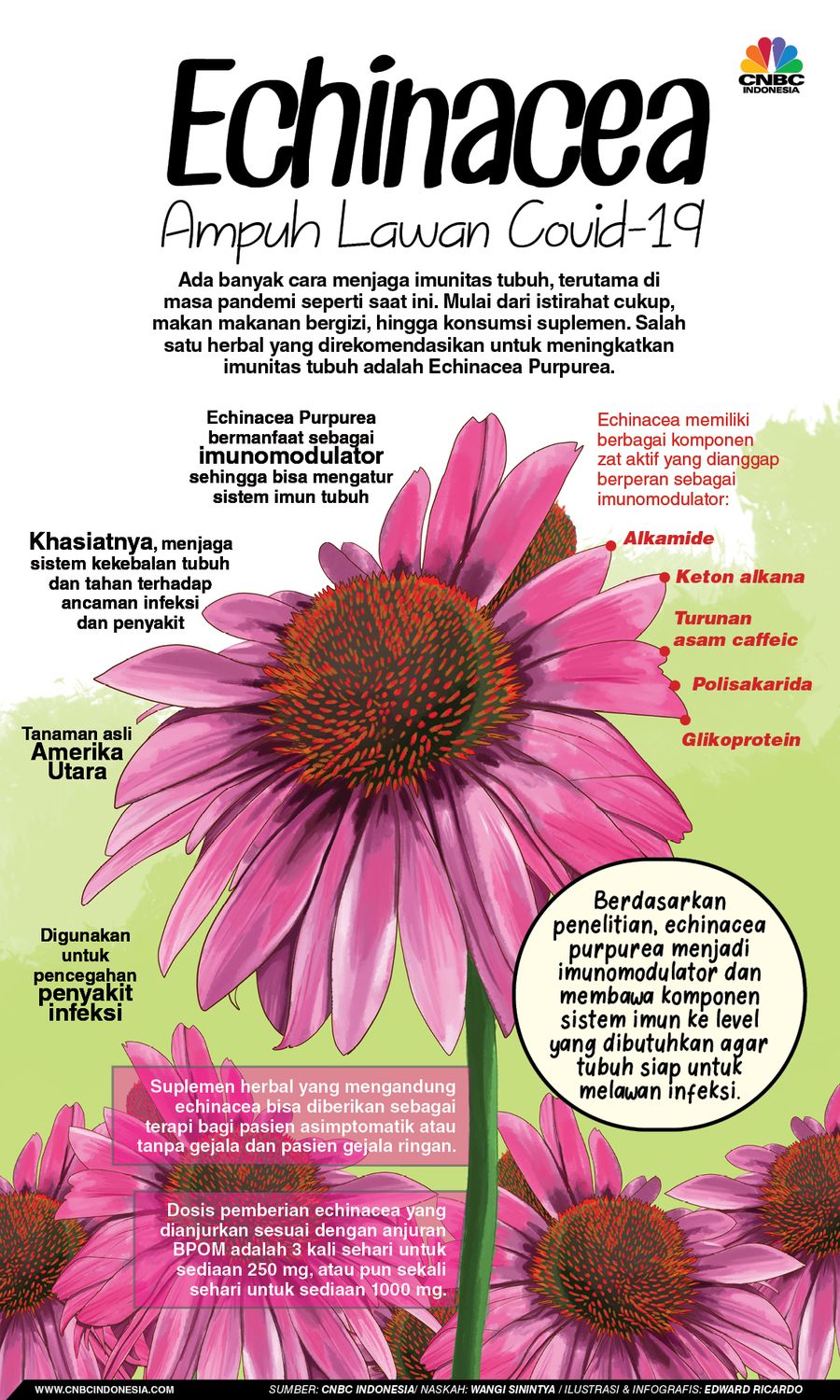 INFOGRAFIS, Echinacea, Herbal Ampuh Lawan Covid-19