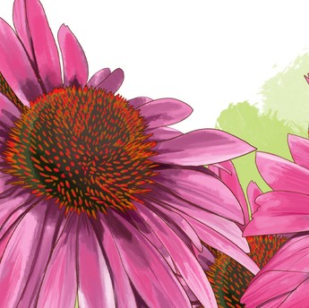 Echinacea Purpurea, Tanaman Herbal Ampuh Lawan Covid-19