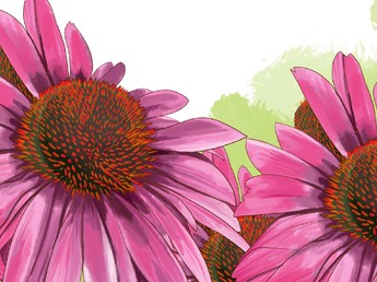 Echinacea Purpurea, Tanaman Herbal Ampuh Lawan Covid-19