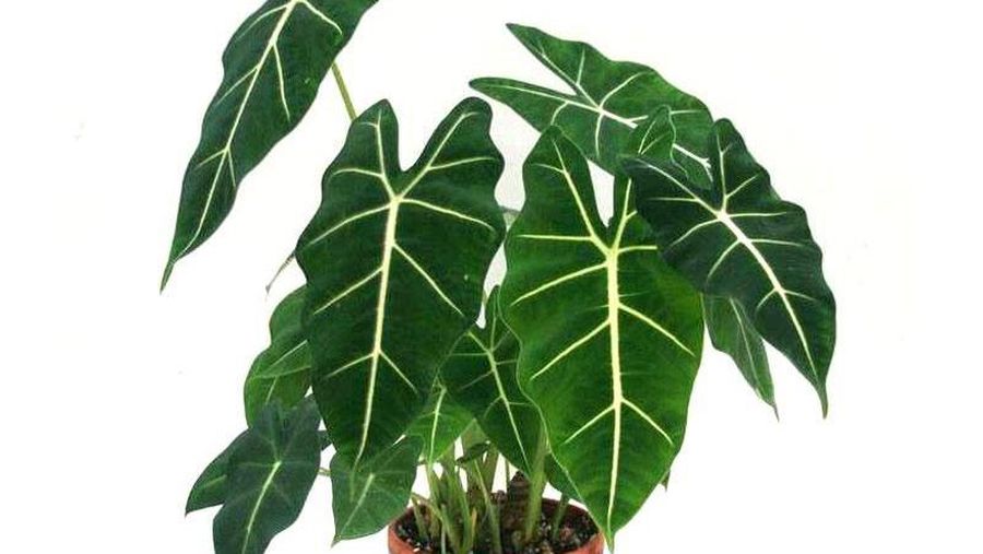 tanaman alokasia. Dok: blibli.com