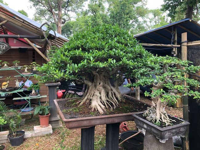 Ini 7 Jenis Bonsai Bernilai Fantastis Tertarik