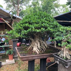 Ini 7 Jenis Bonsai Bernilai Fantastis, Tertarik?