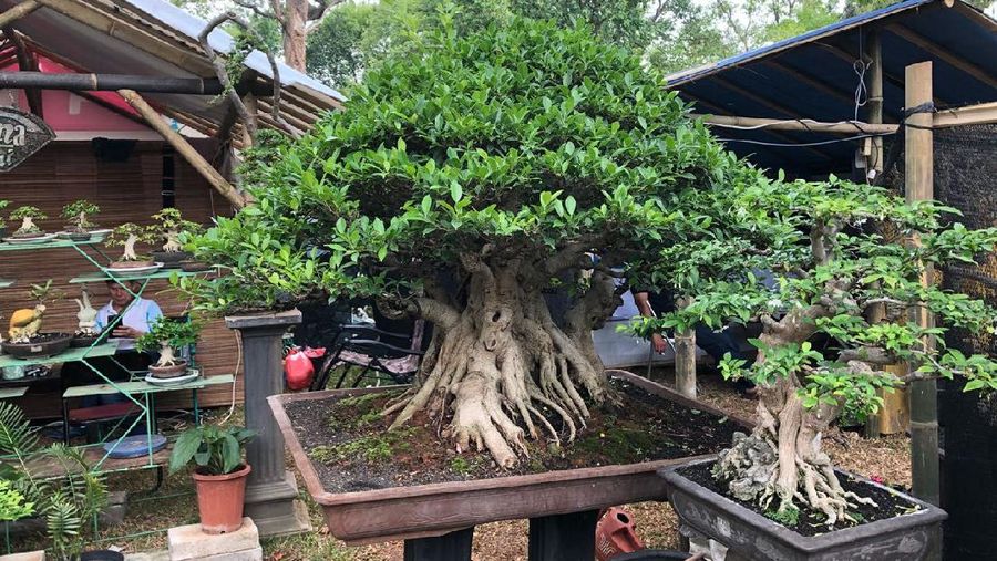 Bonsai Pinus