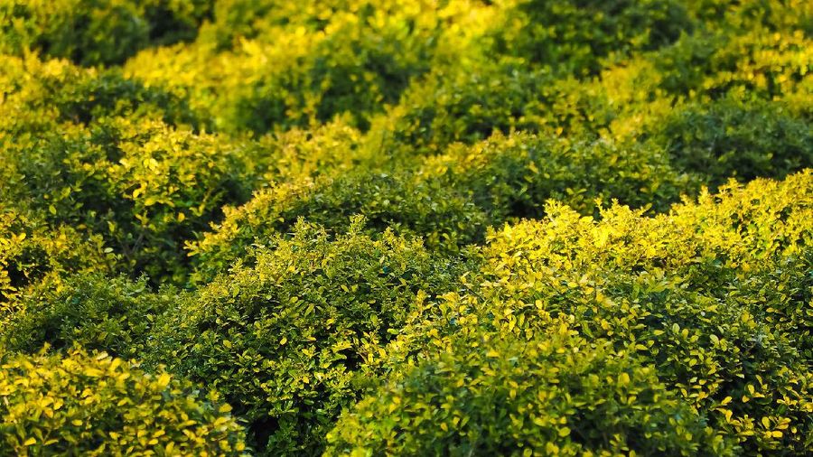 Boxwood (Michael Gaida via Pixabay)