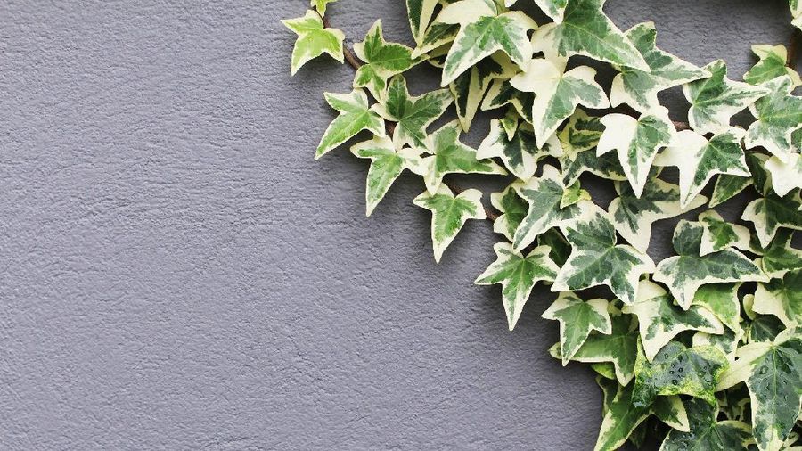 English Ivy (Nika Akin from Pixabay)