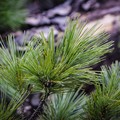Jangan Tanam Pohon Cedar dan Cendana di Rumah, Ini Alasannya