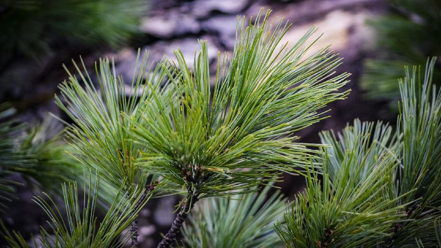 Pohon Cedar  (Foto : Анна Ленская via Pixabay)