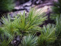 Jangan Tanam Pohon Cedar dan Cendana di Rumah, Ini Alasannya