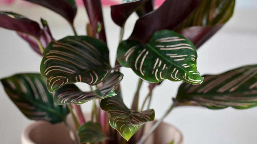 Tanaman Doa, Calathea (Ist Nina Pintar via Pexels)
