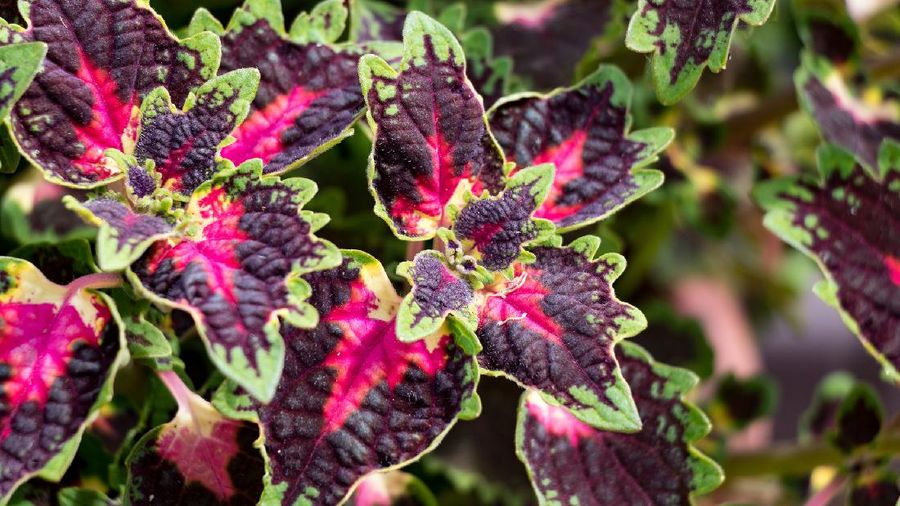 Coleus Plant atau Miana (Image by Alexei Chizhov from Pixabay)