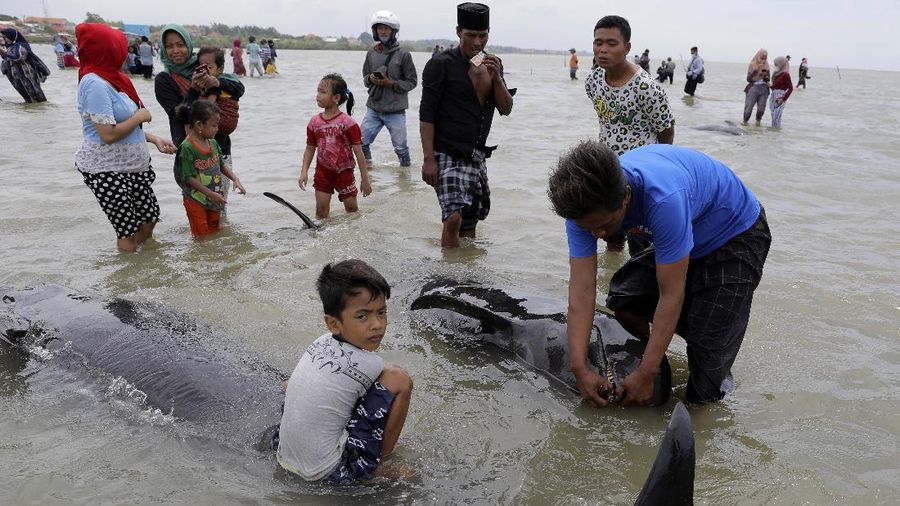 Residents inspect the carcass of pilot whales stranded on a beach in Bangkalan, on Madura Island, Indonesia, Friday, Feb. 19, 2021. A number of short-finned pilot whales stranded Friday in shallow waters on the island, officials said. (AP Photo/Trisnadi)