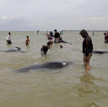 Potret Puluhan Paus Pilot Terdampar & Mati di Pantai Madura