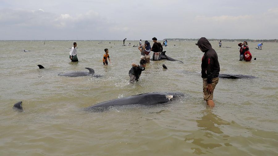 Residents inspect the carcass of pilot whales stranded on a beach in Bangkalan, on Madura Island, Indonesia, Friday, Feb. 19, 2021. A number of short-finned pilot whales stranded Friday in shallow waters on the island, officials said. (AP Photo/Trisnadi)