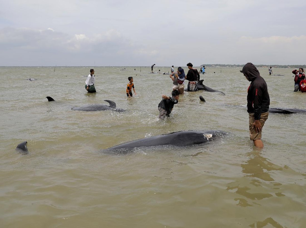 Puluhan Paus Pilot Terdampar di NTT, Diduga Akibat Gangguan Ekologis