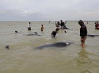 Potret Puluhan Paus Pilot Terdampar & Mati di Pantai Madura