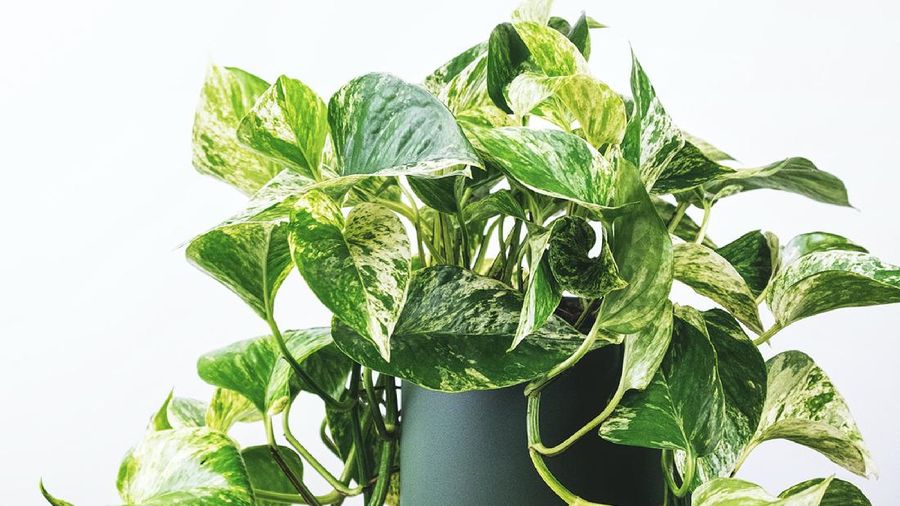 Queen Marble Pothos atau Sirih Gading Susu (Photo by Severin Candrian on Unsplash)