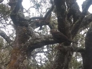 Misteri Ayam Alas Tuntun Pendaki Gunung Andong, Mirip Jalak di Lawu?