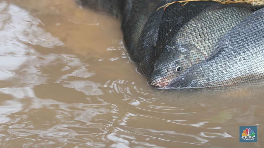 Sejumlah warga menjala ikan di samping tol JORR (CNBC Indonesia/Muhammmad Sabki)