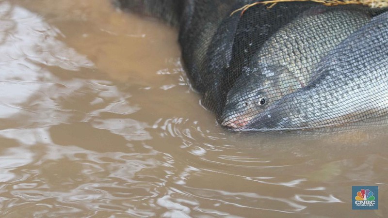 Sejumlah warga menjala ikan di samping tol JORR (CNBC Indonesia/Muhammmad Sabki)
