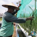 Selangkah Lagi, RI Punya Holding BUMN Pangan Tahun Ini