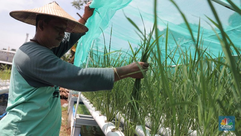 Bambang anggota kelompok tani (poktan) Angsana RW 12 melakukan budidaya padi hidroganik di Pengasinan, Sawangan Depok, Jawa Barat, Selasa (23/2). Memanfaatkan sebuah lahan kosong seluas 4500 meter, mereka membudidaya padi berjenis IR 64 yang ditanam dengan sistem hidroganik. Warga Pengasinan, khususnya yang tergabung dalam kelompok tani Angsana RW 12 memilih bertani. Aktivitas menanam padi dengan sistem hidroganik ini dipilih warga sebagai upaya memproduktifkan kembali lahan kosong. Selain itu juga sebagai bentuk dukungan terhadap ketahanan pangan warga Pengasinan di masa pandemi Covid-19. Bambang Jaya Supena selaku ketua kelompok tani mengatakan 