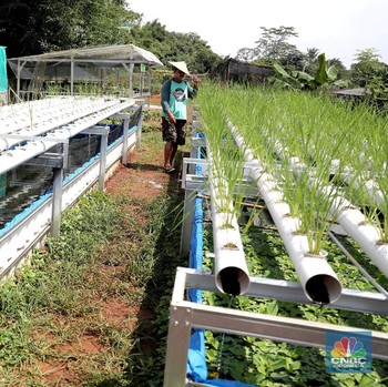 Melihat 'Sulap' Lahan Mati Jadi Sawah Hidroganik di Depok