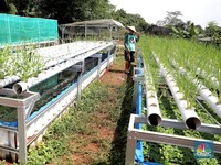Melihat 'Sulap' Lahan Mati Jadi Sawah Hidroganik di Depok