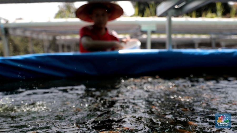 Bambang anggota kelompok tani (poktan) Angsana RW 12 melakukan budidaya padi hidroganik di Pengasinan, Sawangan Depok, Jawa Barat, Selasa (23/2). Memanfaatkan sebuah lahan kosong seluas 4500 meter, mereka membudidaya padi berjenis IR 64 yang ditanam dengan sistem hidroganik. Warga Pengasinan, khususnya yang tergabung dalam kelompok tani Angsana RW 12 memilih bertani. Aktivitas menanam padi dengan sistem hidroganik ini dipilih warga sebagai upaya memproduktifkan kembali lahan kosong. Selain itu juga sebagai bentuk dukungan terhadap ketahanan pangan warga Pengasinan di masa pandemi Covid-19. Bambang Jaya Supena selaku ketua kelompok tani mengatakan 