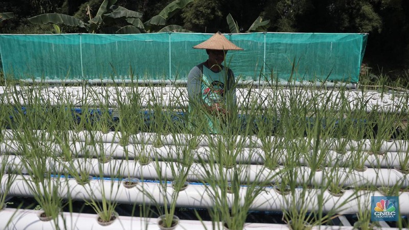 Bambang anggota kelompok tani (poktan) Angsana RW 12 melakukan budidaya padi hidroganik di Pengasinan, Sawangan Depok, Jawa Barat, Selasa (23/2). Memanfaatkan sebuah lahan kosong seluas 4500 meter, mereka membudidaya padi berjenis IR 64 yang ditanam dengan sistem hidroganik. Warga Pengasinan, khususnya yang tergabung dalam kelompok tani Angsana RW 12 memilih bertani. Aktivitas menanam padi dengan sistem hidroganik ini dipilih warga sebagai upaya memproduktifkan kembali lahan kosong. Selain itu juga sebagai bentuk dukungan terhadap ketahanan pangan warga Pengasinan di masa pandemi Covid-19. Bambang Jaya Supena selaku ketua kelompok tani mengatakan 