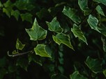 Mengenal Tanaman English Ivy, Seperti Apa Sih?