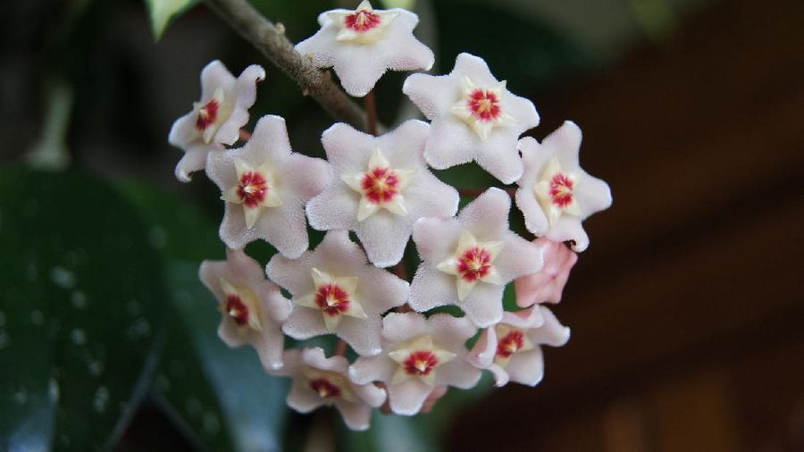 Hoya Carnosa (Image by Sylwia Aptacy from Pixabay)
