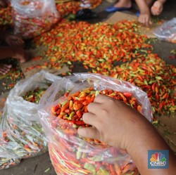 Tolong Pak Jokowi, Harga Cabe Naik 2x Lipat!