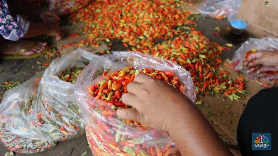 Penjualan Cabe Rawit di Pasar Kramat Jati, Jakarta. (²©²ÊÍøÕ¾/ Tri Susilo)