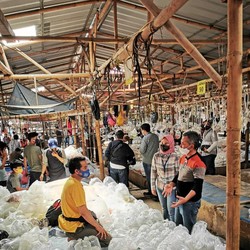 Kisah Pedagang Ikan Hias di Bogor, Meraih Cuan & Go Digital