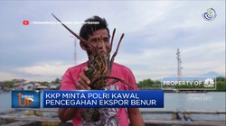 Menteri KKP Larang Ekspor Benur