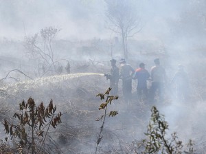 Pemprov Riau Tetapkan Status Siaga Darurat Kebakaran Hutan dan Lahan