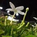 5 Jenis Tanaman Disukai Ular, Jangan Ditanam di Pekarangan!