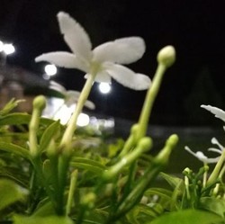 5 Jenis Tanaman Disukai Ular, Jangan Ditanam di Pekarangan!