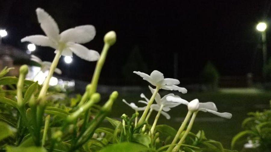 Melati (Dok Detikcom)