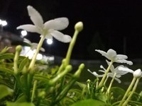 5 Jenis Tanaman Disukai Ular, Jangan Ditanam di Pekarangan!