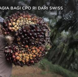 Meski Cuma Manggung Tiga Hari, Harga CPO Naik Lagi!