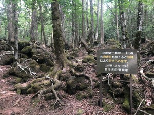 Ini yang Terjadi Usai Bule Nekat Minum Sesajen di Hutan Bunuh Diri