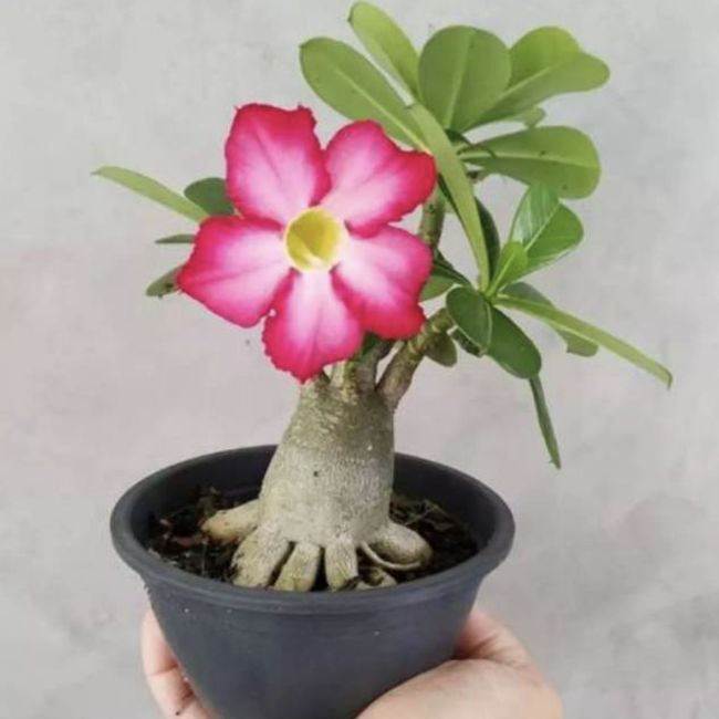 Cara Mudah Menyilang Tanaman Hias Adenium 'Kamboja Jepang' - Adenium Adalah Tanaman Hias Dari Jenis