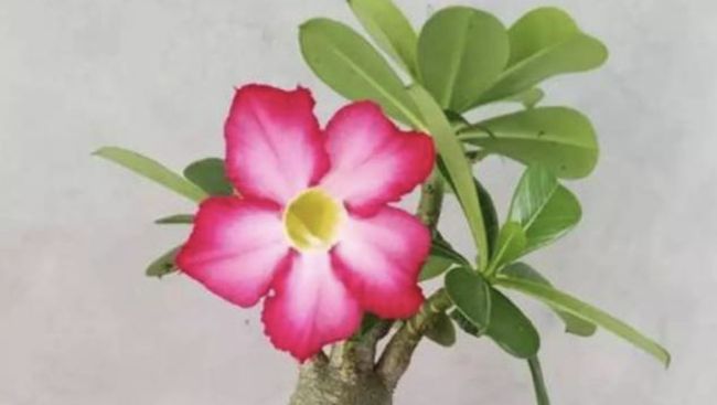 Cara Mudah Menyilang Tanaman Hias Adenium Kamboja Jepang