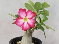 Cara Mudah Menyilang Tanaman Hias Adenium 'Kamboja Jepang'