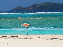 Indahnya! Ini 6 Pulau yang Bebas buat Pelancong Saat Pandemi